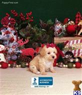 schnoodle puppy posted by little paws kennel